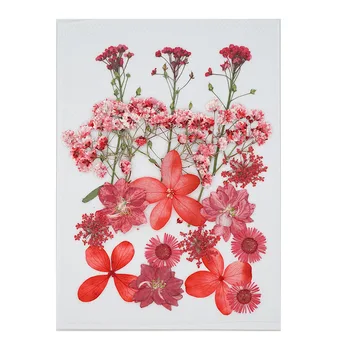 Ličila Posušen Cvet Pritisnete Cvet Mešanih Suhih Rož DIY Umetnosti Cvetlični Decors Zbirka Darilo