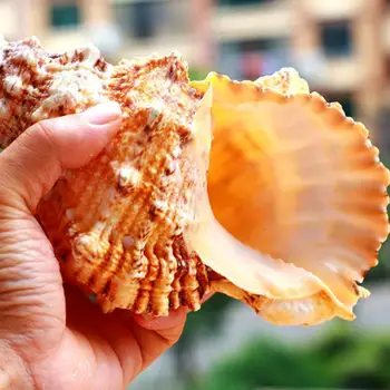 Big HLBK Conch Lupini Oprema Marine Dekoracijo Morju Conch Naravnimi Okraski Lupini Poroko Festival Stranka Dekor Veliko Darilo